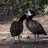 White-faced Whistling Duck