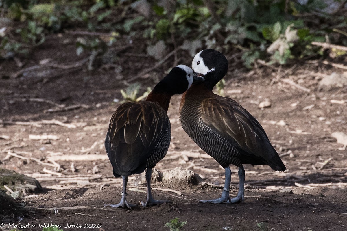 White-faced Whistling Duck