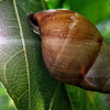 Ốc Hương Vườn Xoắn Xuôi. Brown Tree Snail dextral