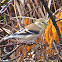 American Goldfinch