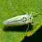 Leafhopper