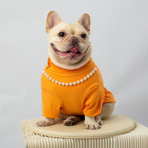 Title 3, Pet Solid Color Bottoming Shirt High Collar off...