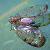 Caterpillar of Planthopper Parasite Moth