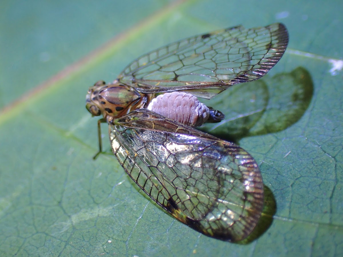 Caterpillar of Planthopper Parasite Moth