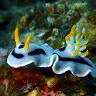 Nudibranch