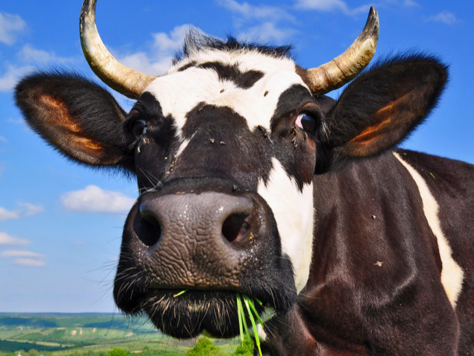 A woman was caught on video helping herself to a cow's head that fell off a truck transporting meat on the N4. Stock image.