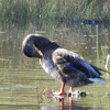 Mallard (male)