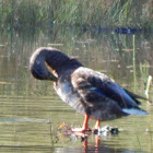 Mallard (male)