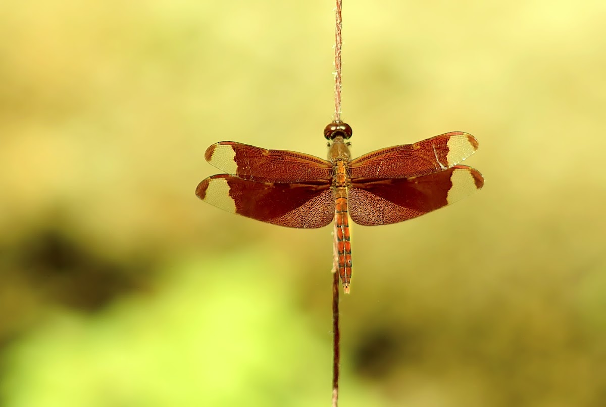 Fulvous forest skimmer