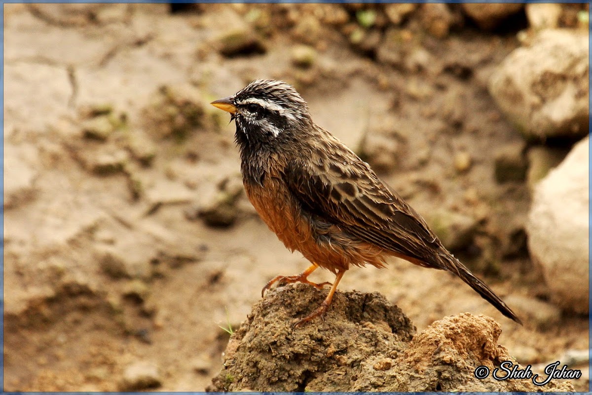 Cinnamon-breasted Bunting