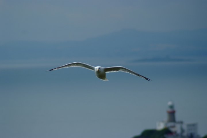 Volano gli uccelli volano... di gianna77