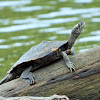 Ouachita map turtle