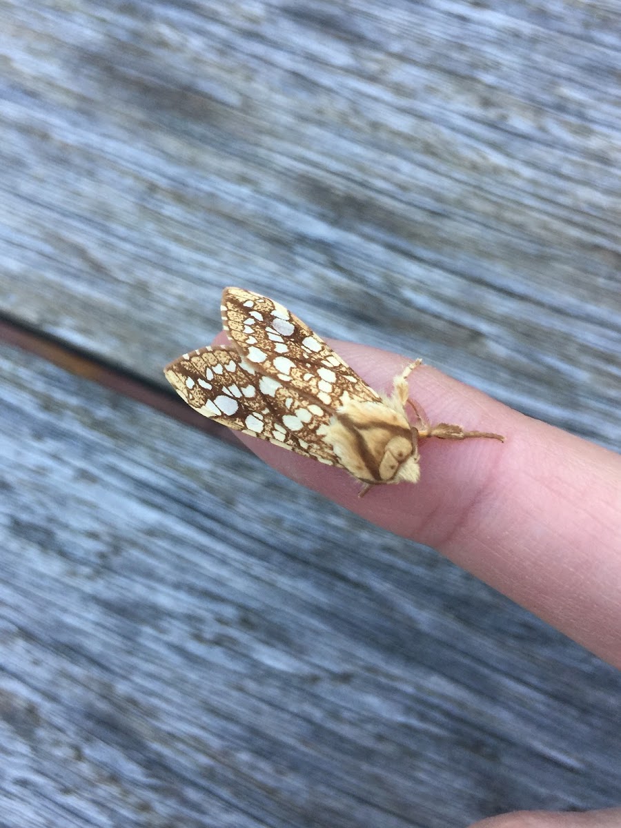 Hickory Tussock Moth