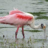 Roseate spoonbill