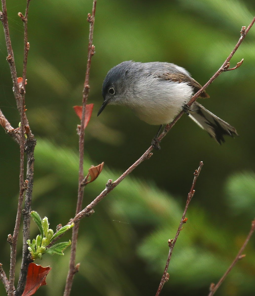 Blue-gray Gnatcatcher