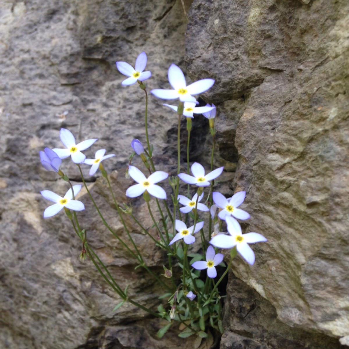 Mountain Bluet