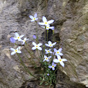 Mountain Bluet