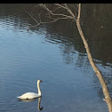 Mute Swan