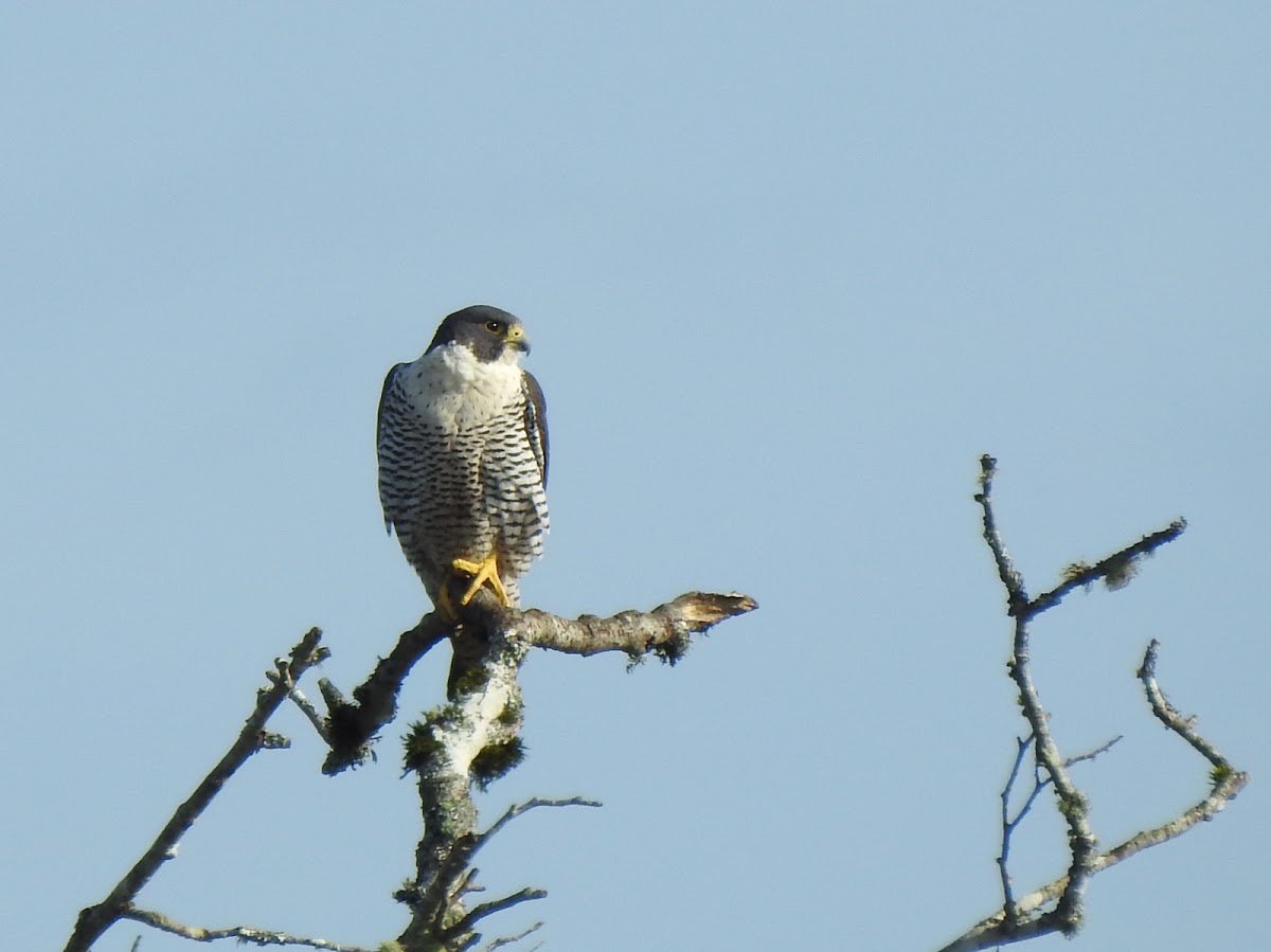 Peregrine Falcon