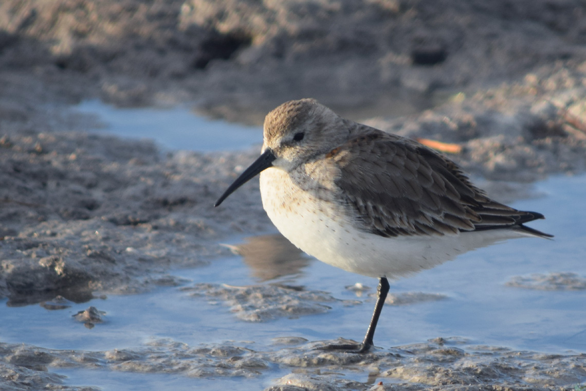 Dunlin