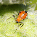 Assassin Bug Nymph