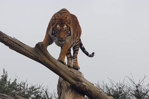 Sheba the tigress was found after escaping on Friday evening from a plot in the Walkerville area, south of Johannesburg. She was euthanised on Wednesday.