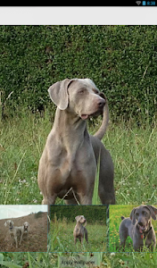 Weimaraner Theme - Nova/ADW/GO screenshot 3