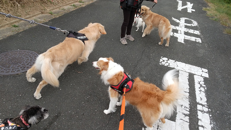 夕方散歩でみんなに会いました