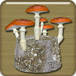 The Shroom Room Apk