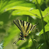 Scarce Swallowtail