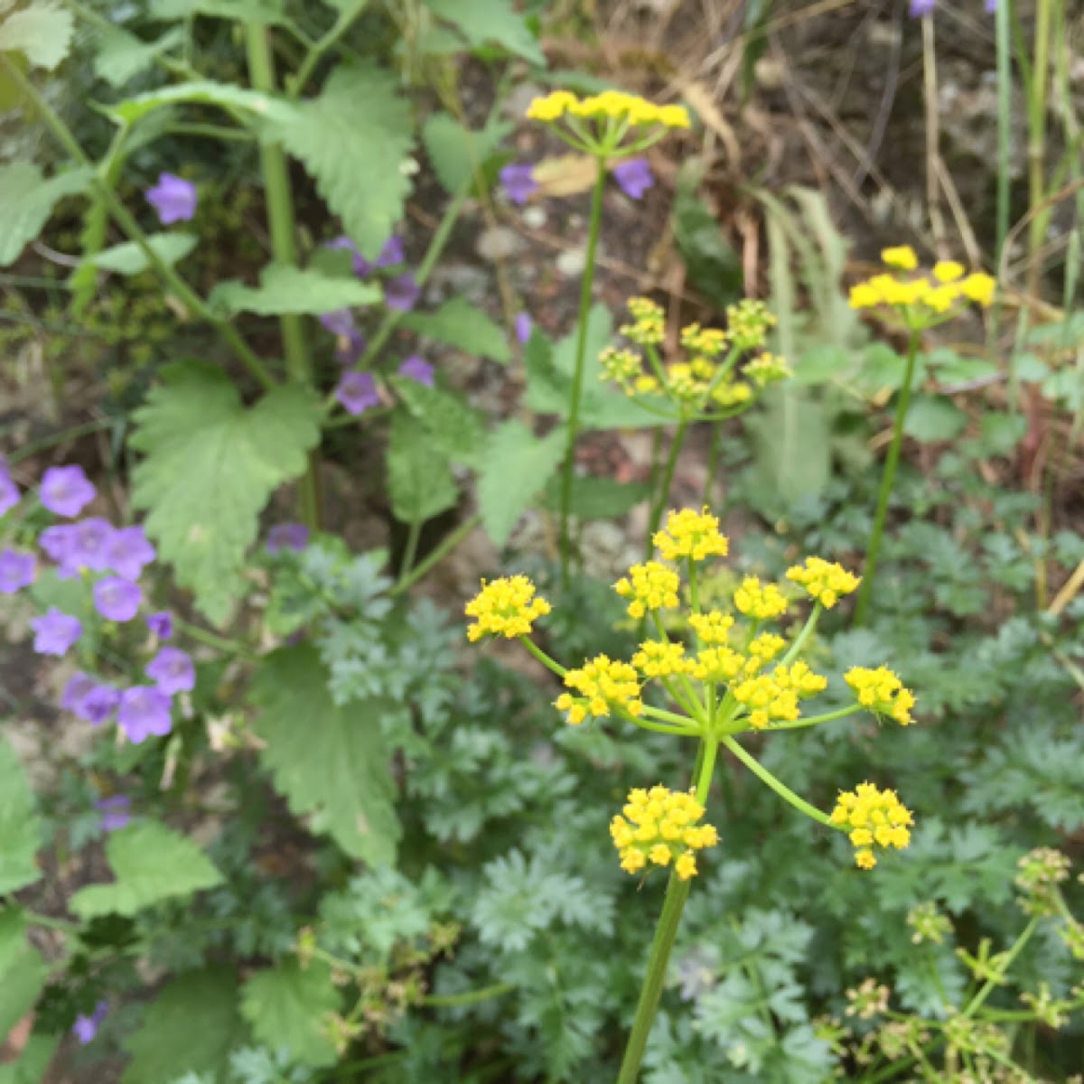 Mountain parsley