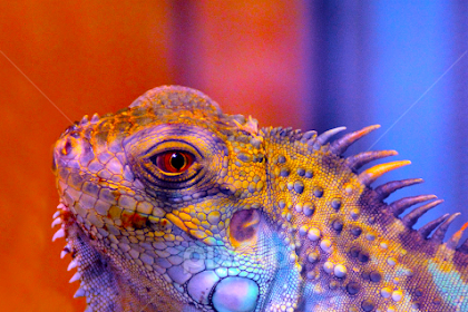 14+ Purple Iguana Colors