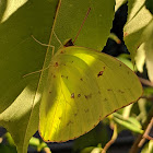 Cloudless Sulphur