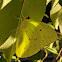 Cloudless Sulphur