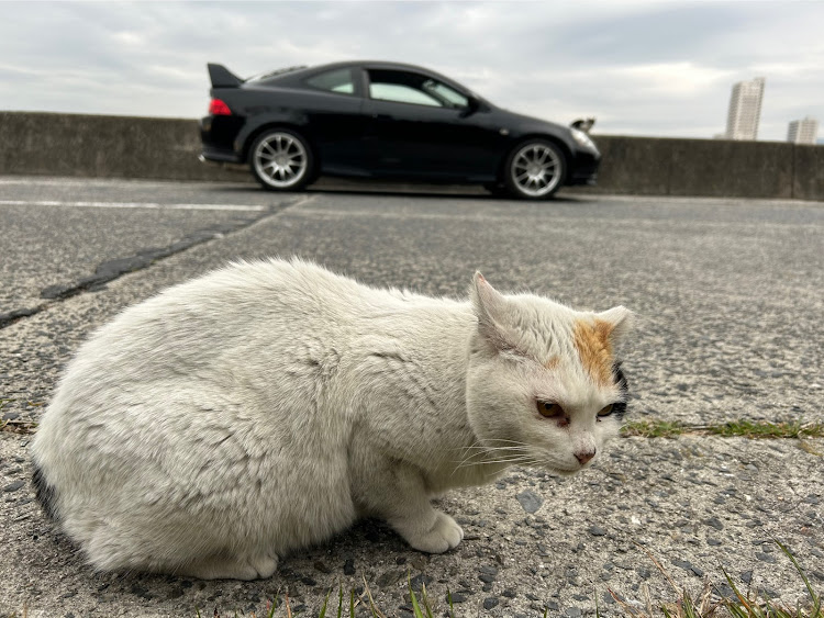 インテグラのドライブ・朝活・猫に関するカスタム事例の投稿画像1枚目