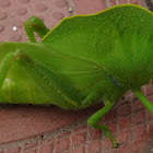 Hooded Grasshopper