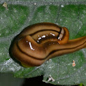 Hammerhead Worm