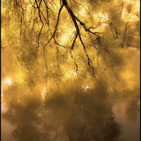 L'albero bacia il lago di 