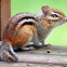 Eastern Chipmunk