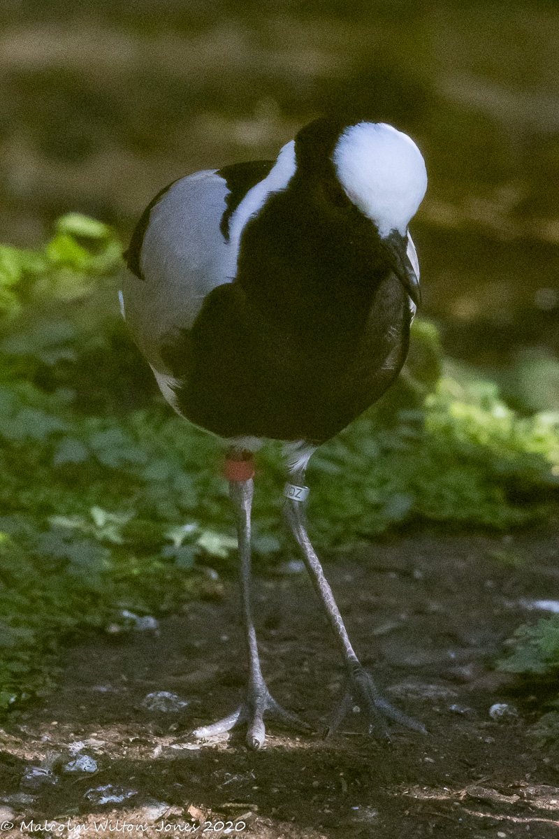 Blacksmith Lapwing