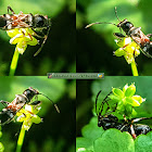 Ant-mimicking Seed Bug