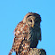 Barred Owl