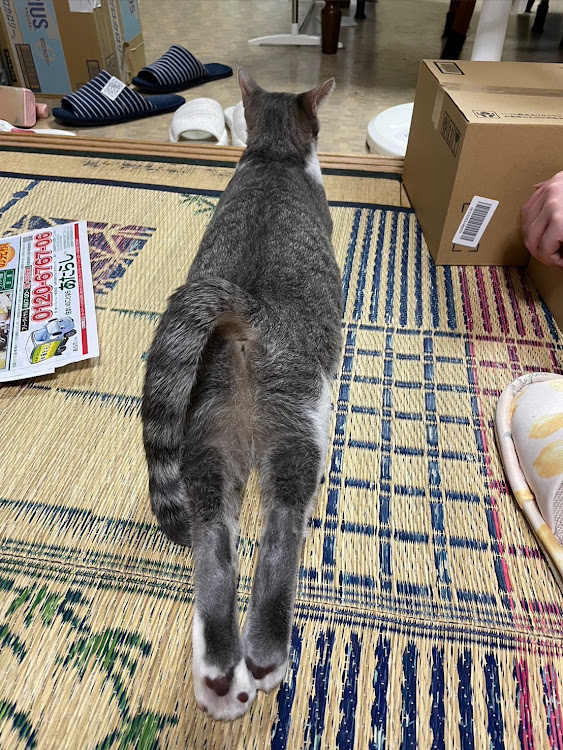 パレットSWのいつもいいね👍コメントありがとうございます🫡・フォロワーの皆様に感謝します🙇‍♂️・朝の挨拶🌅😘・快晴☀・💣💣💣🤭に関するカスタム事例の投稿画像5枚目