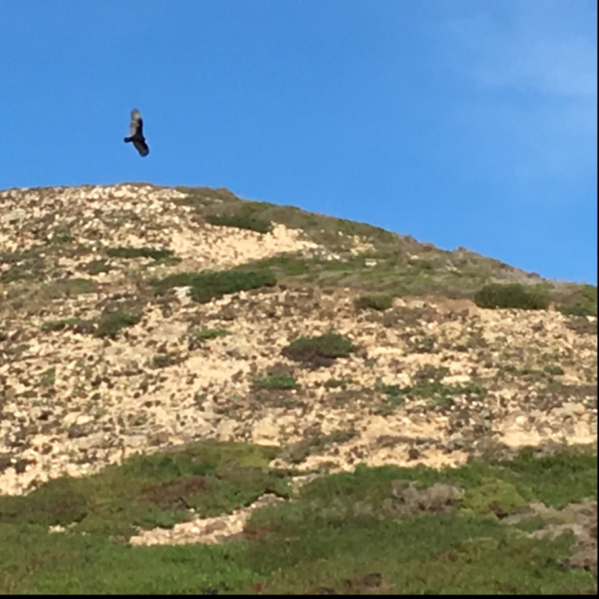 Turkey Vulture