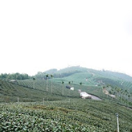 碧湖山觀光茶園