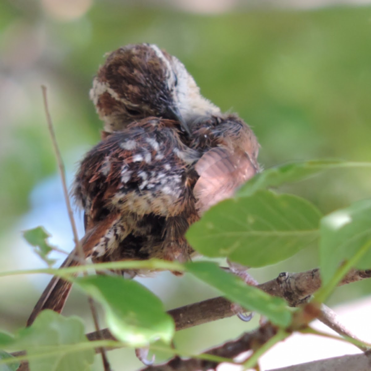 Carolina Wren