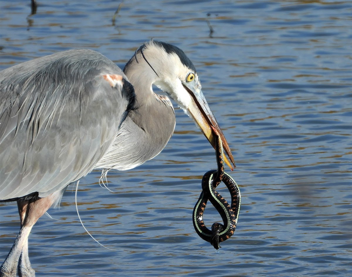 Great blue heron with prey