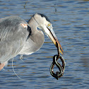 Great blue heron with prey