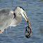 Great blue heron with prey