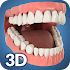 Dental Anatomy Pro. 2